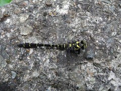 Cordulegaster bidentata