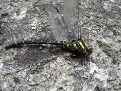 Cordulegaster bidentata
