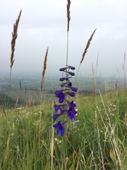 Delphinium cyananthum