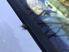 Calligrapha confluens