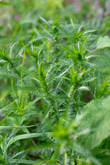 Achillea impatiens