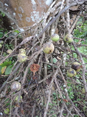 Ficus sur