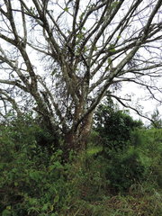 Ficus sur