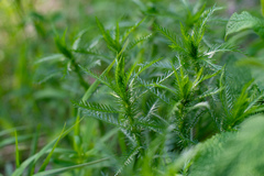 Achillea impatiens