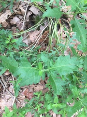 Engelmannia peristenia