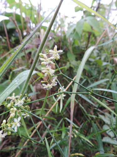 Periploca linearifolia image