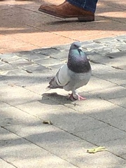 Columba livia