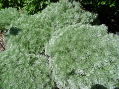 Artemisia schmidtiana