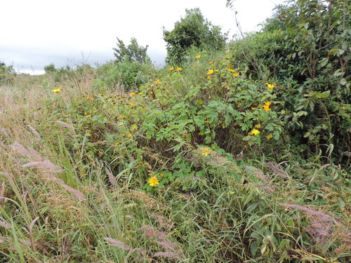 Tithonia diversifolia image