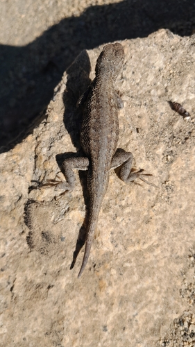 iNaturalist observation photo of Western Fence Lizard