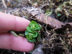 Chrysosplenium tetrandrum
