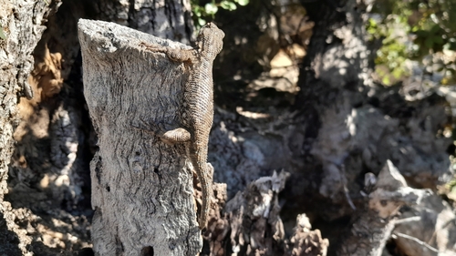 iNaturalist observation photo of Western Fence Lizard