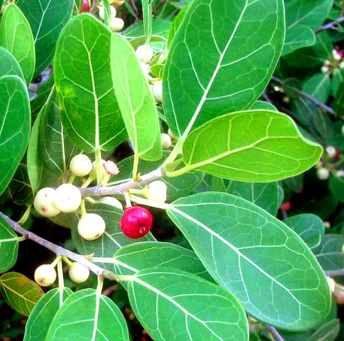Jaguey (Ficus crassinervia)