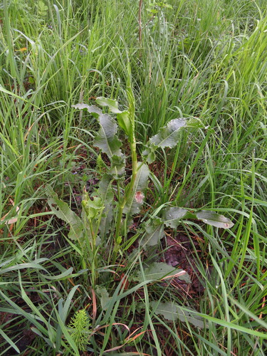 Rauktalapė Rūgštynė