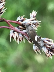 Grapholita lunulana