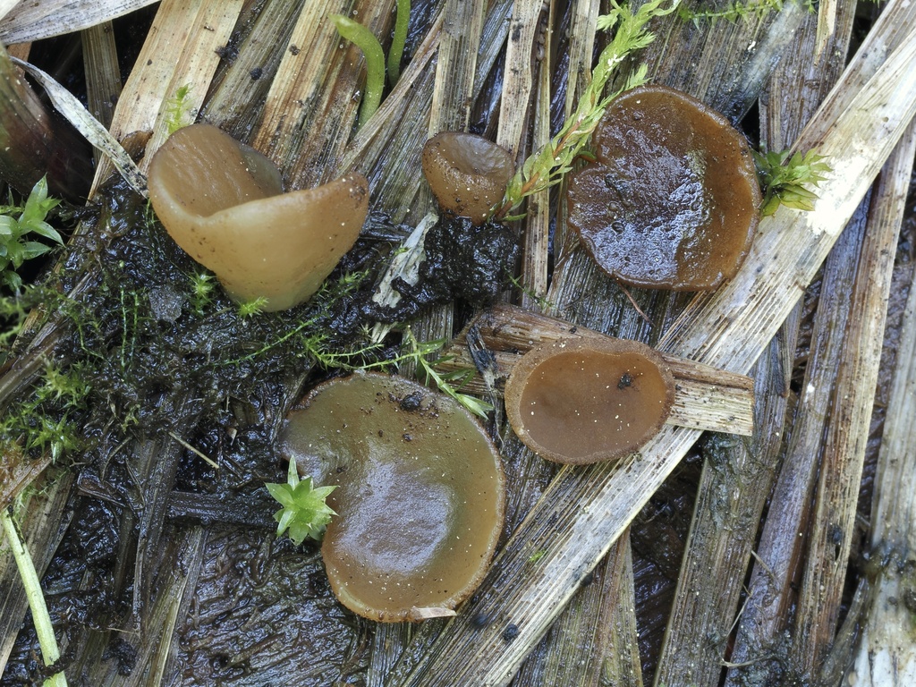 Peziza sp. 'CA12'