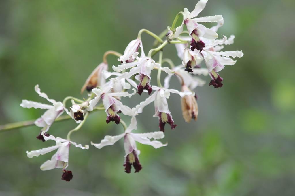 Myrmecophila thomsoniana; photograph author not stated, no rights reserved