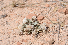 Gomphrena caespitosa