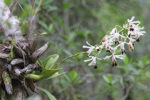 Myrmecophila thomsoniana, photograph 2