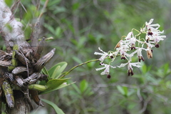 author not stated, no rights reserved Myrmecophila thomsoniana, photograph author not stated, no rights reserved