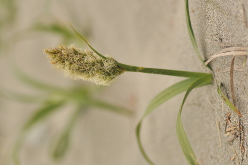 Carex macrocephala iNat (3)