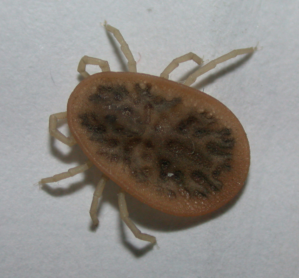 Pigeon Tick