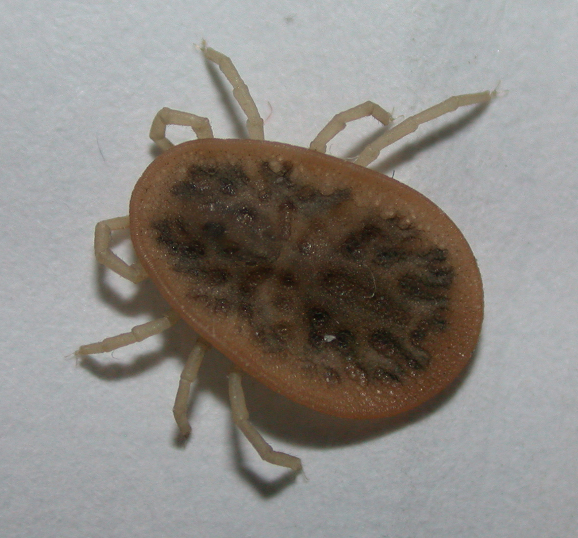 Argas reflexus Fabricius, 1794