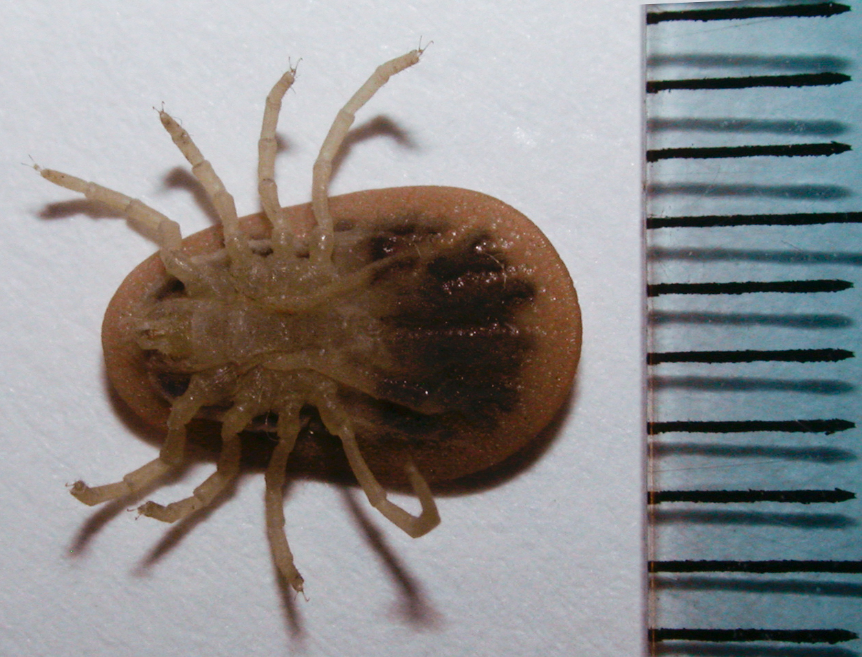 Argas reflexus Fabricius, 1794