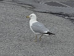 Larus delawarensis