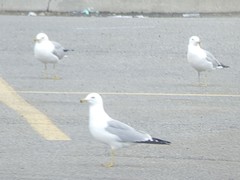 Larus delawarensis