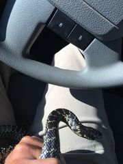 Lampropeltis splendida