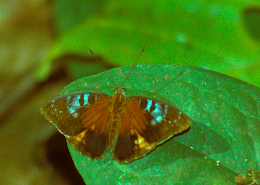 Euriphene milnei