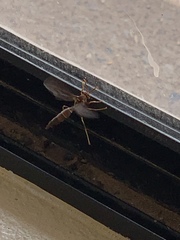 Polistes arizonensis