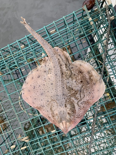 Little Skate