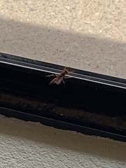 Polistes arizonensis