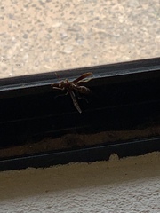 Polistes arizonensis