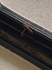Polistes arizonensis