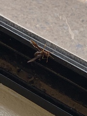 Polistes arizonensis