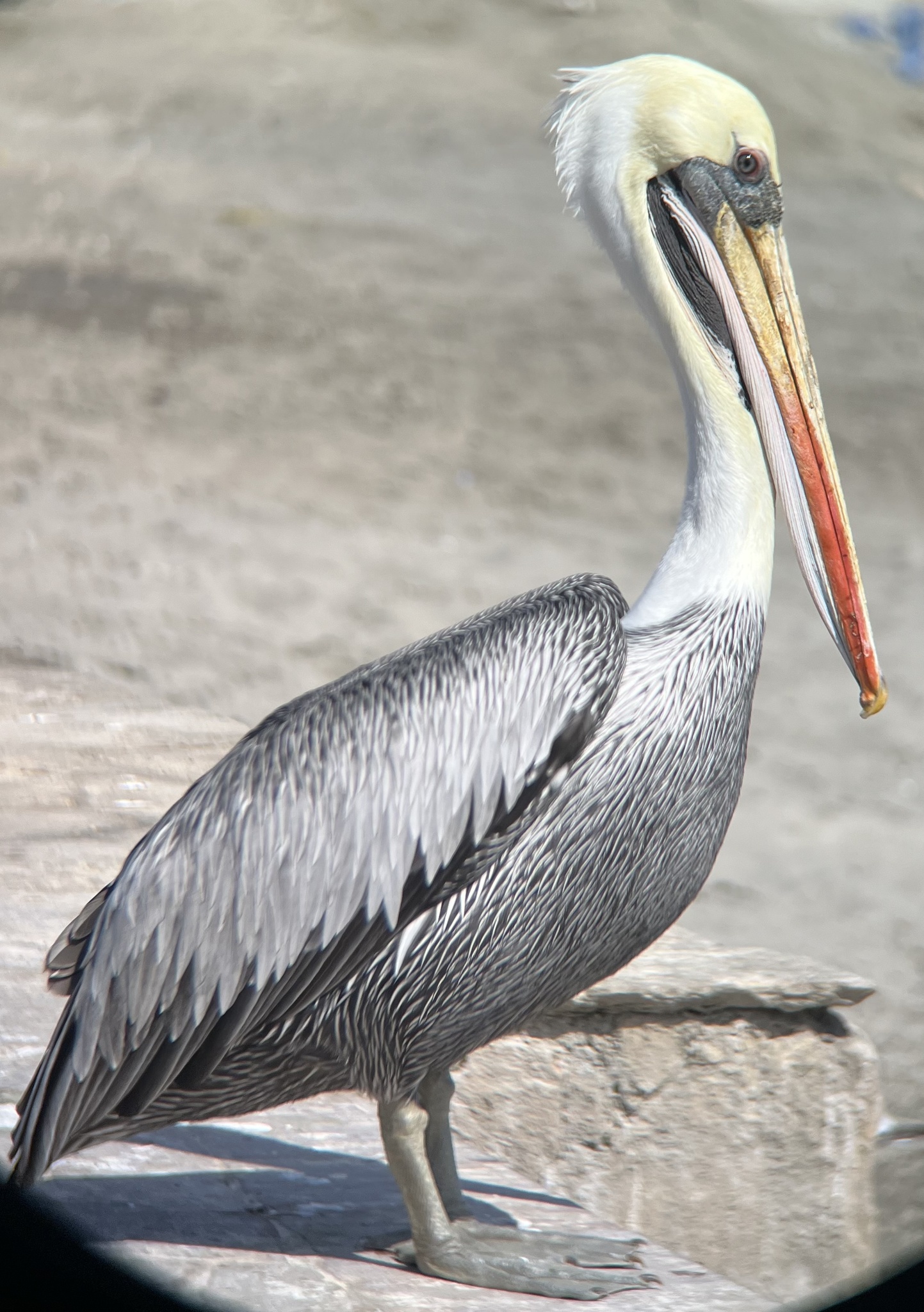 Peruvian Pelican illustration