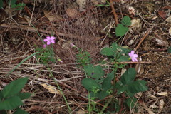 Oxalis bifida