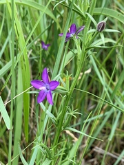 Triodanis leptocarpa