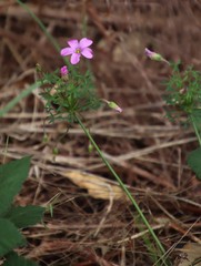 Oxalis bifida
