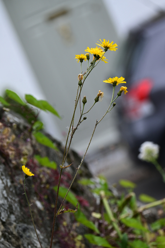 hairy-stemmed hawkweed (Hieracium trichocaulon)