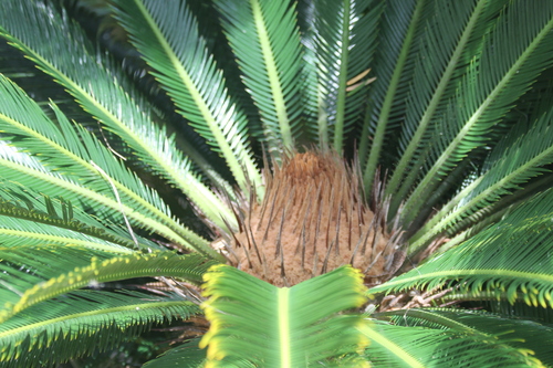 Image of Cycas revoluta by no rights reserved