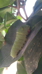Papilio multicaudata
