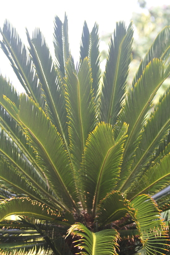 Cycas revoluta