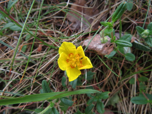 Paprastasis saulenis