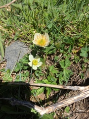 Trollius komarovii