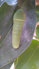 Papilio multicaudata
