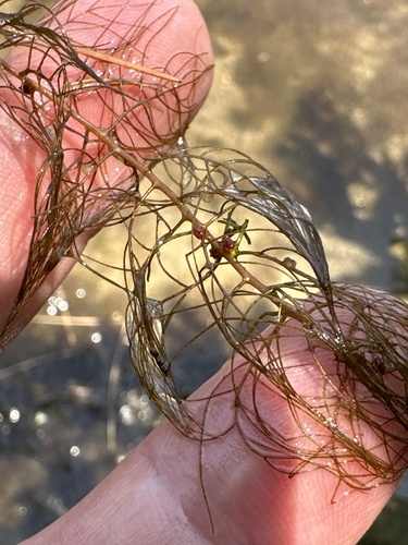 Low watermilfoil (Myriophyllum humile)